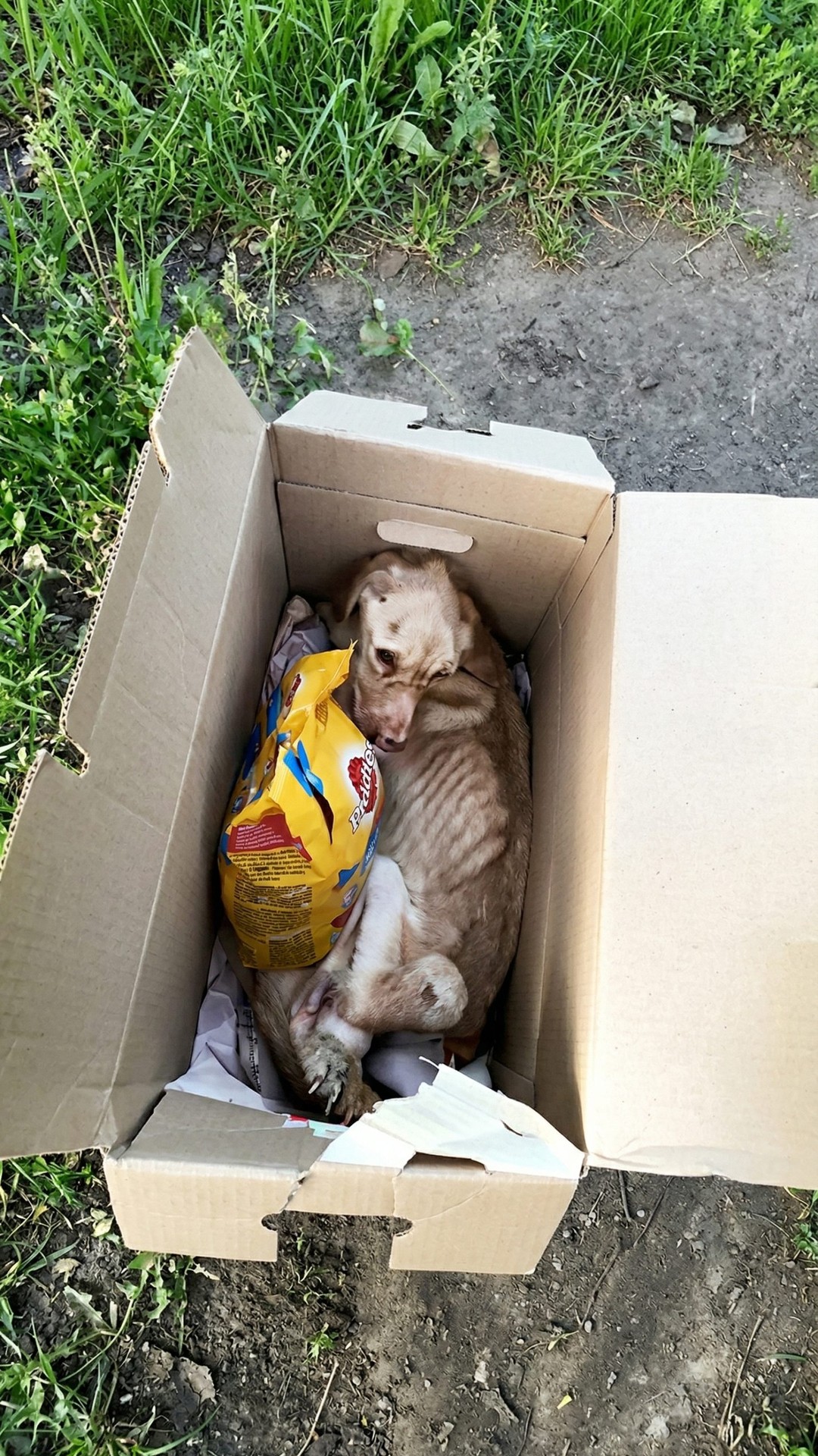 Nika's Journey: From Abandonment in a Box to a Loving Home