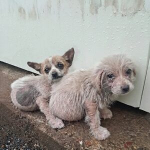 Two Puppies Found Shivering in the Rain Awaiting Their Mother