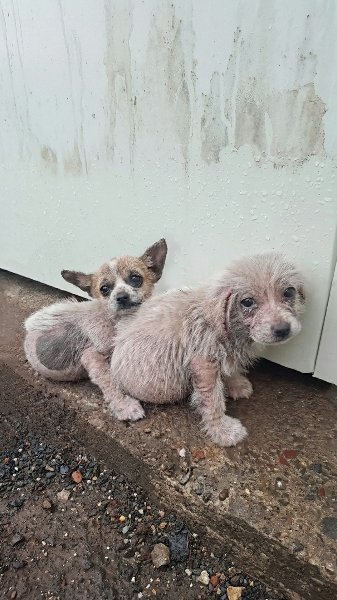 Two Puppies Found Shivering in the Rain Awaiting Their Mother