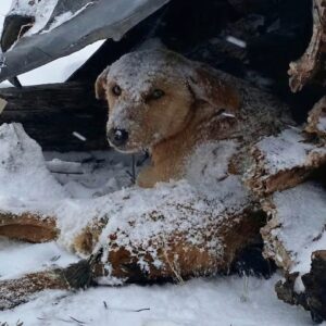 Teo's Remarkable Recovery: How a Disabled Dog Found Joy After Trauma