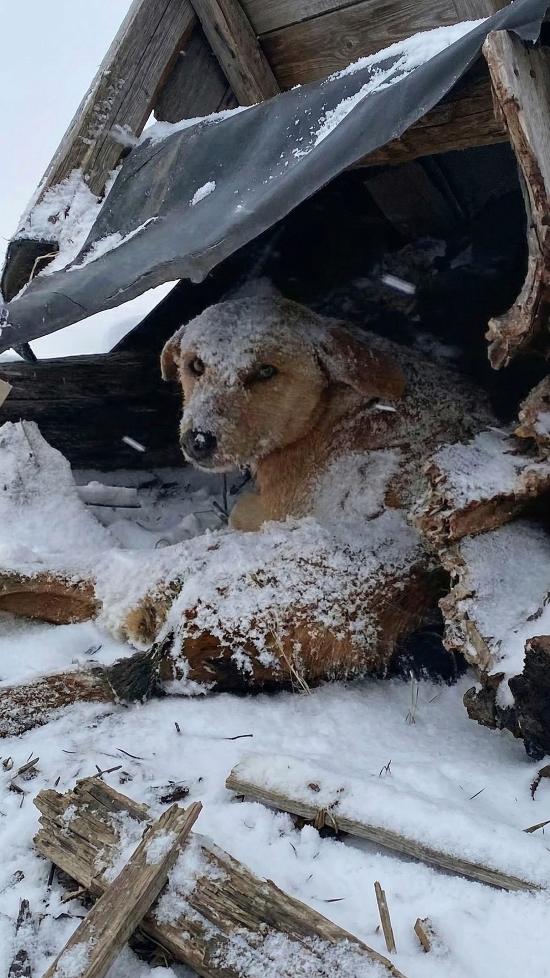 Teo's Remarkable Recovery: How a Disabled Dog Found Joy After Trauma
