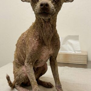 Nandi's Remarkable Recovery: From Stone-Like Scabs to Soft Fur