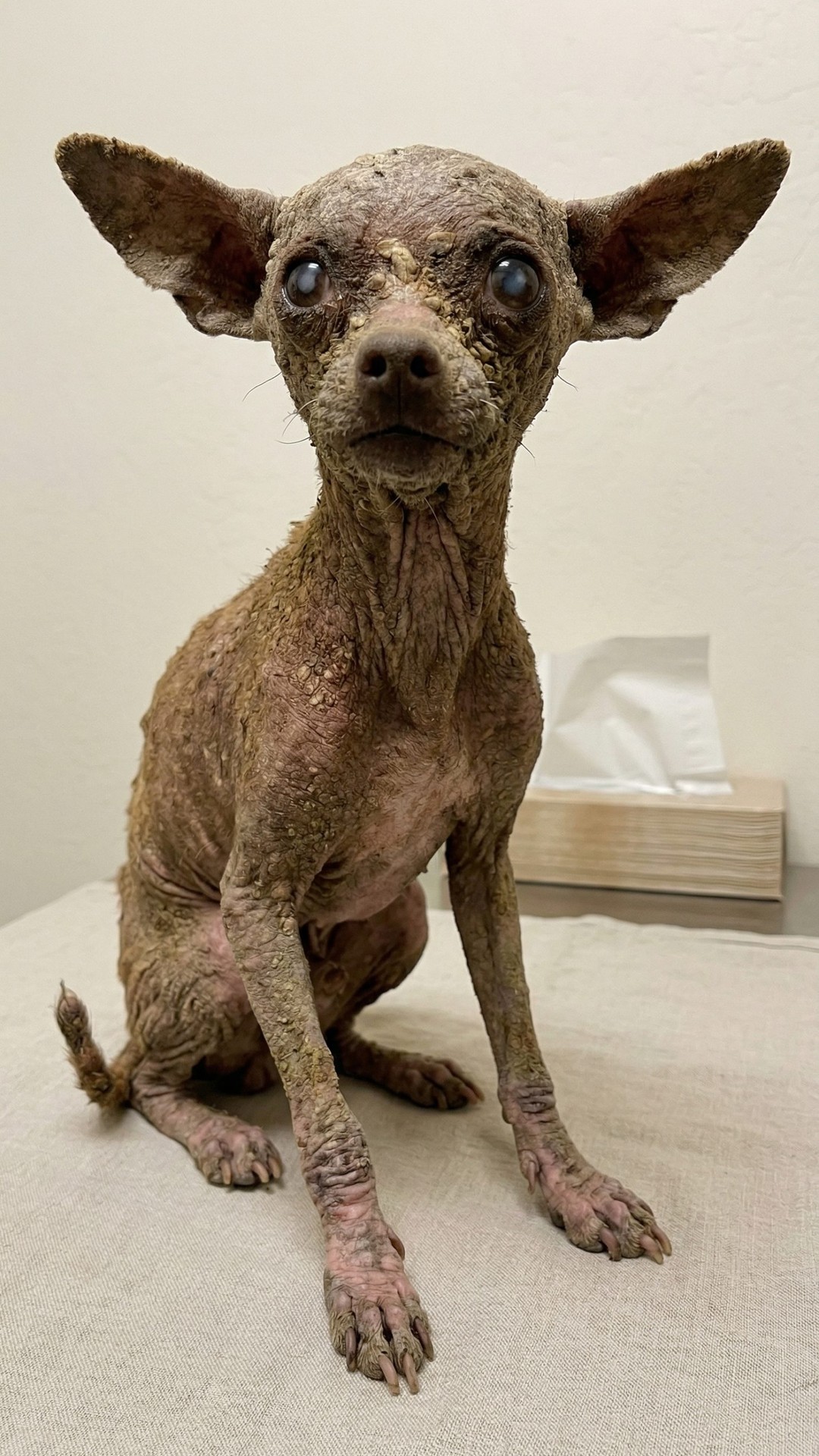 Nandi's Remarkable Recovery: From Stone-Like Scabs to Soft Fur