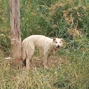 Amsai's Remarkable Recovery from a Life of Cruelty Over 30 Days