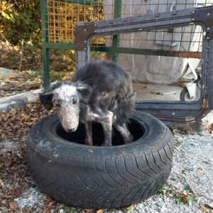 From the Freezing Tire to a Warm Home: Neve's Remarkable Change