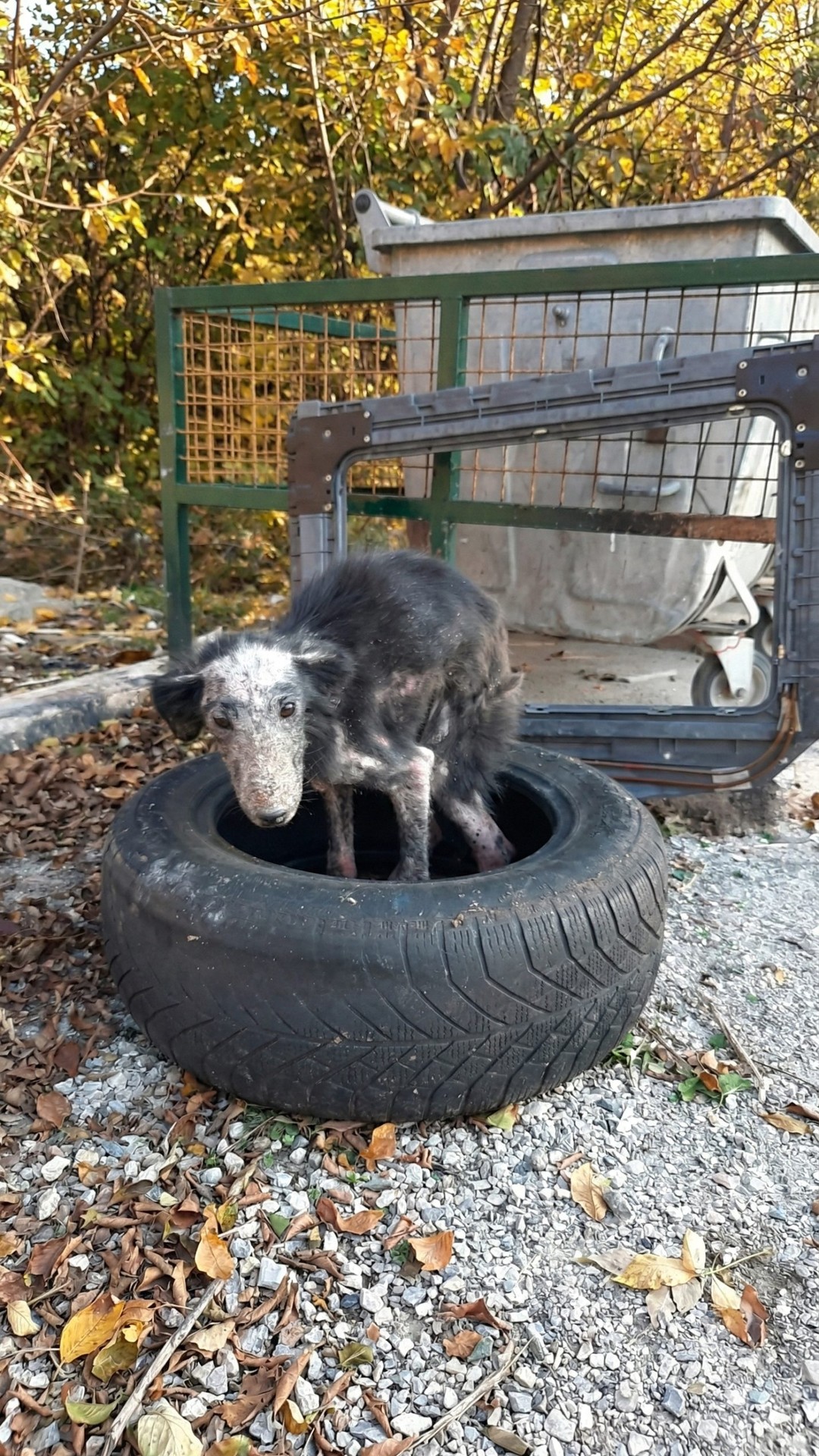 From the Freezing Tire to a Warm Home: Neve's Remarkable Change