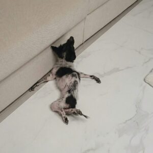 Abandoned Dog Hyung Overcomes Paralysis After Rescue from Garage