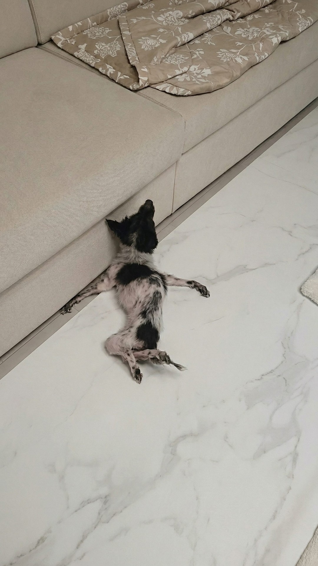 Abandoned Dog Hyung Overcomes Paralysis After Rescue from Garage