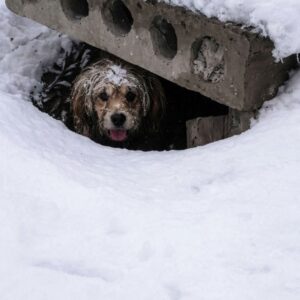 A Frozen Puppy Discovered Beneath the Snow After a Desperate Whimper
