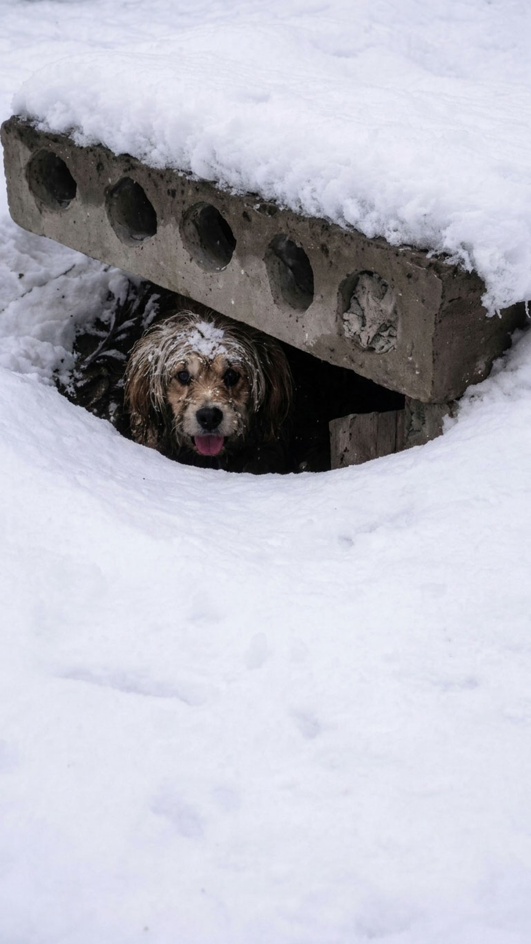A Frozen Puppy Discovered Beneath the Snow After a Desperate Whimper