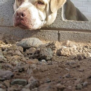 Pit Bull Mix Found Trapped in Concrete Wall Rescued After 20 Intense Minutes