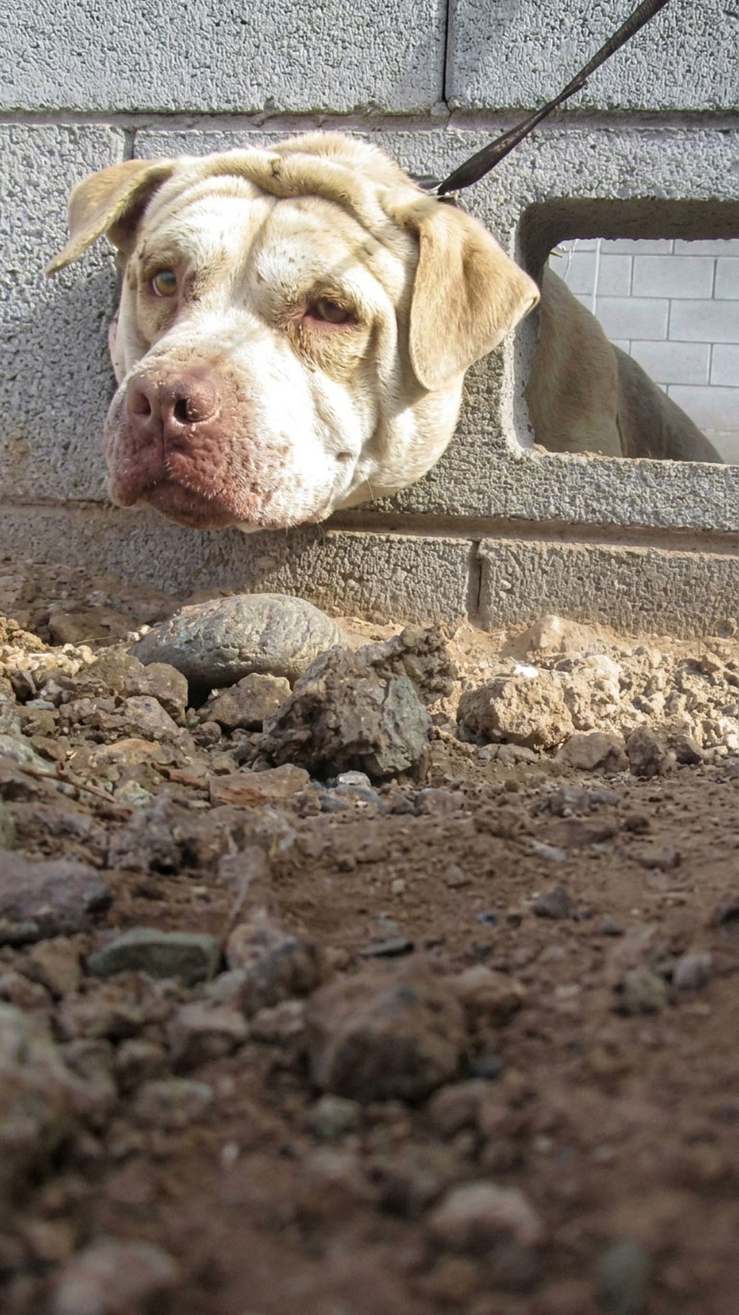 Pit Bull Mix Found Trapped in Concrete Wall Rescued After 20 Intense Minutes