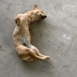Golden Dog Found Peacefully Sleeping on Concrete Floor Captivates Millions