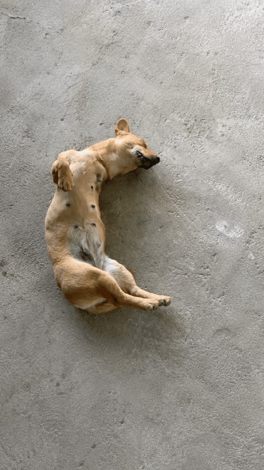 Golden Dog Found Peacefully Sleeping on Concrete Floor Captivates Millions