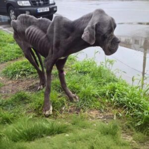 Starving Dog Found on Busy Road Defies Odds to Survive