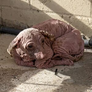 Dobby's Remarkable Recovery: From Hiding Near a Car Wash to Happy Home