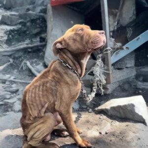 From Chains to Safety: Three Dogs Rescued from a Scrapyard Nightmare