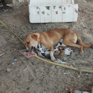 Abandoned Mother Dog Rescues Eight Puppies from Scorching Asphalt