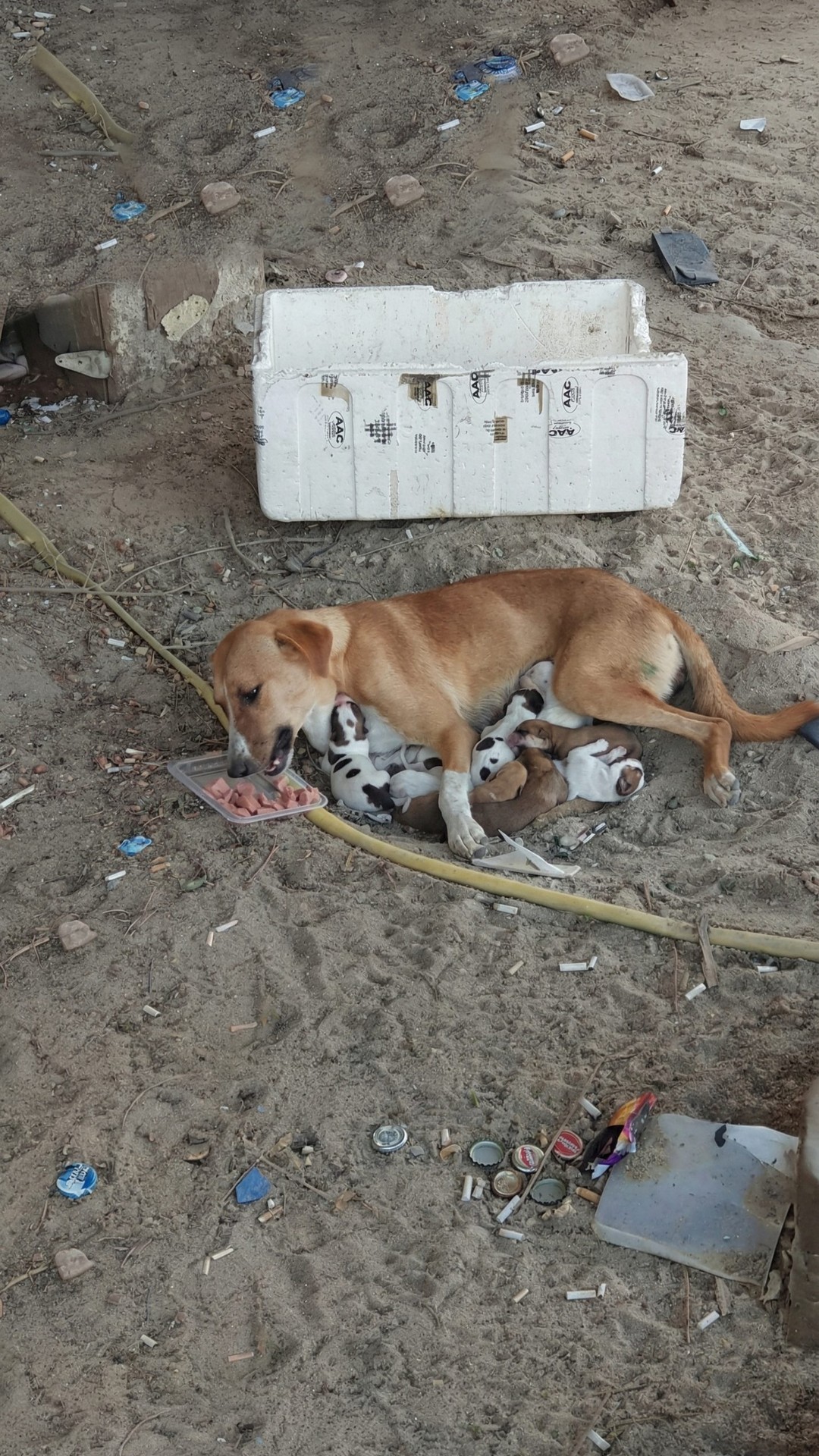 Abandoned Mother Dog Rescues Eight Puppies from Scorching Asphalt