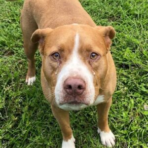 Family Discovers 10-Year-Old Dog Tied to Tree in Abandoned Backyard