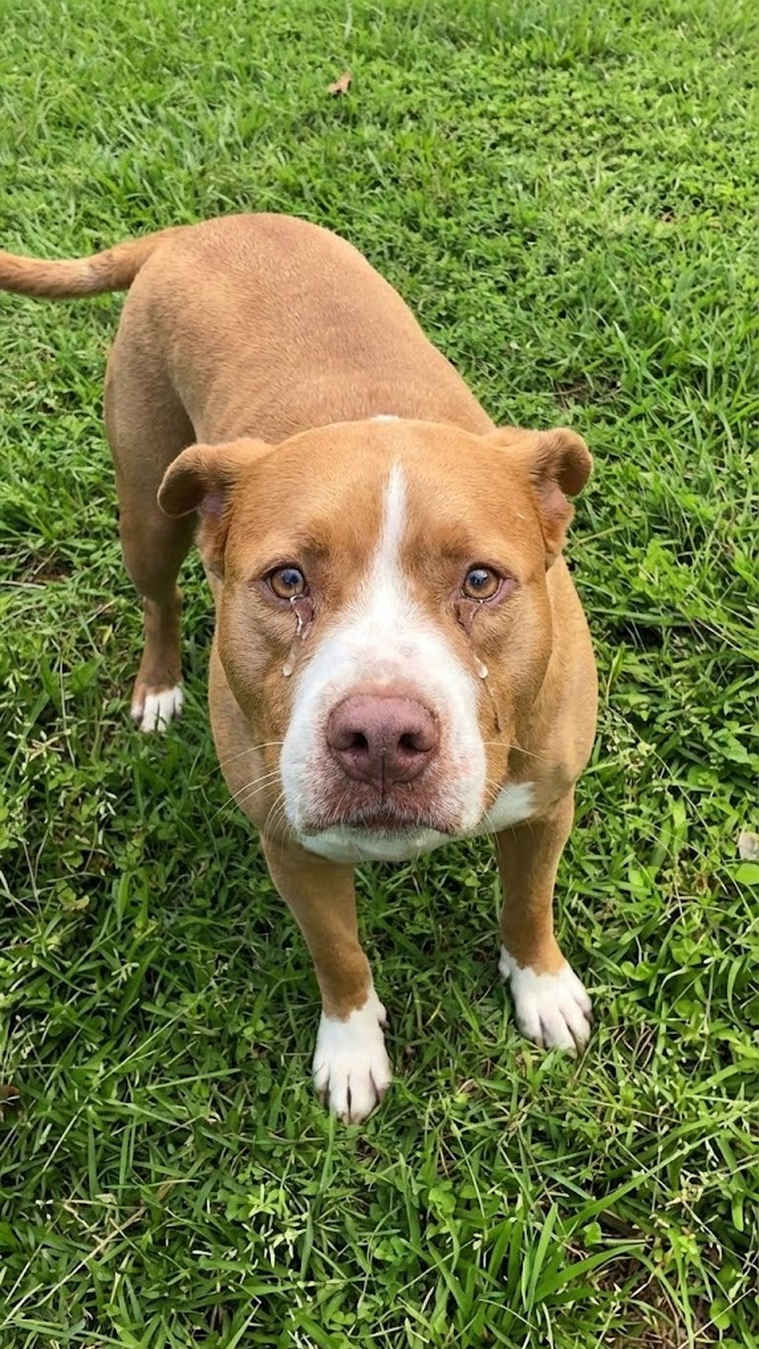 Family Discovers 10-Year-Old Dog Tied to Tree in Abandoned Backyard