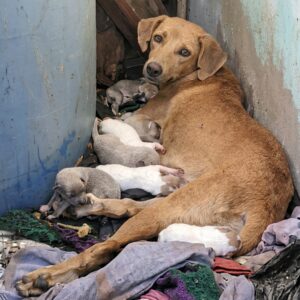 Rescuer Pays for Freedom: Mother Dog and Puppies Saved from Neglect