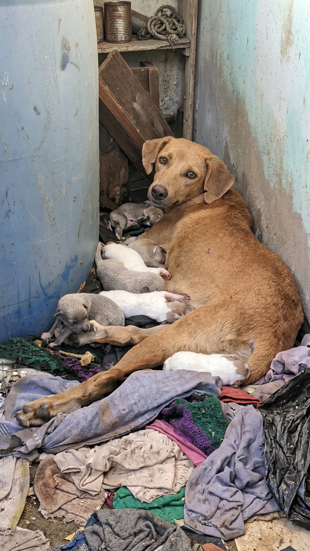 Rescuer Pays for Freedom: Mother Dog and Puppies Saved from Neglect