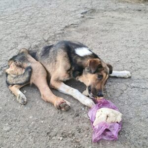 Bruno's Remarkable Recovery After Amputation: From Silent Suffering to Joyful Living
