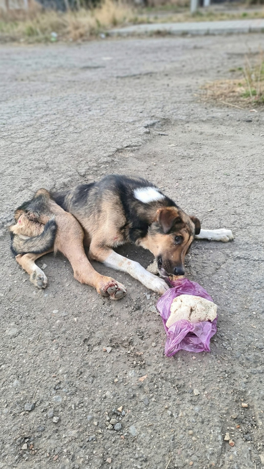 Bruno's Remarkable Recovery After Amputation: From Silent Suffering to Joyful Living
