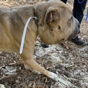 Rescue Team Finds Terrified Dog Trapped Beneath Abandoned Camper