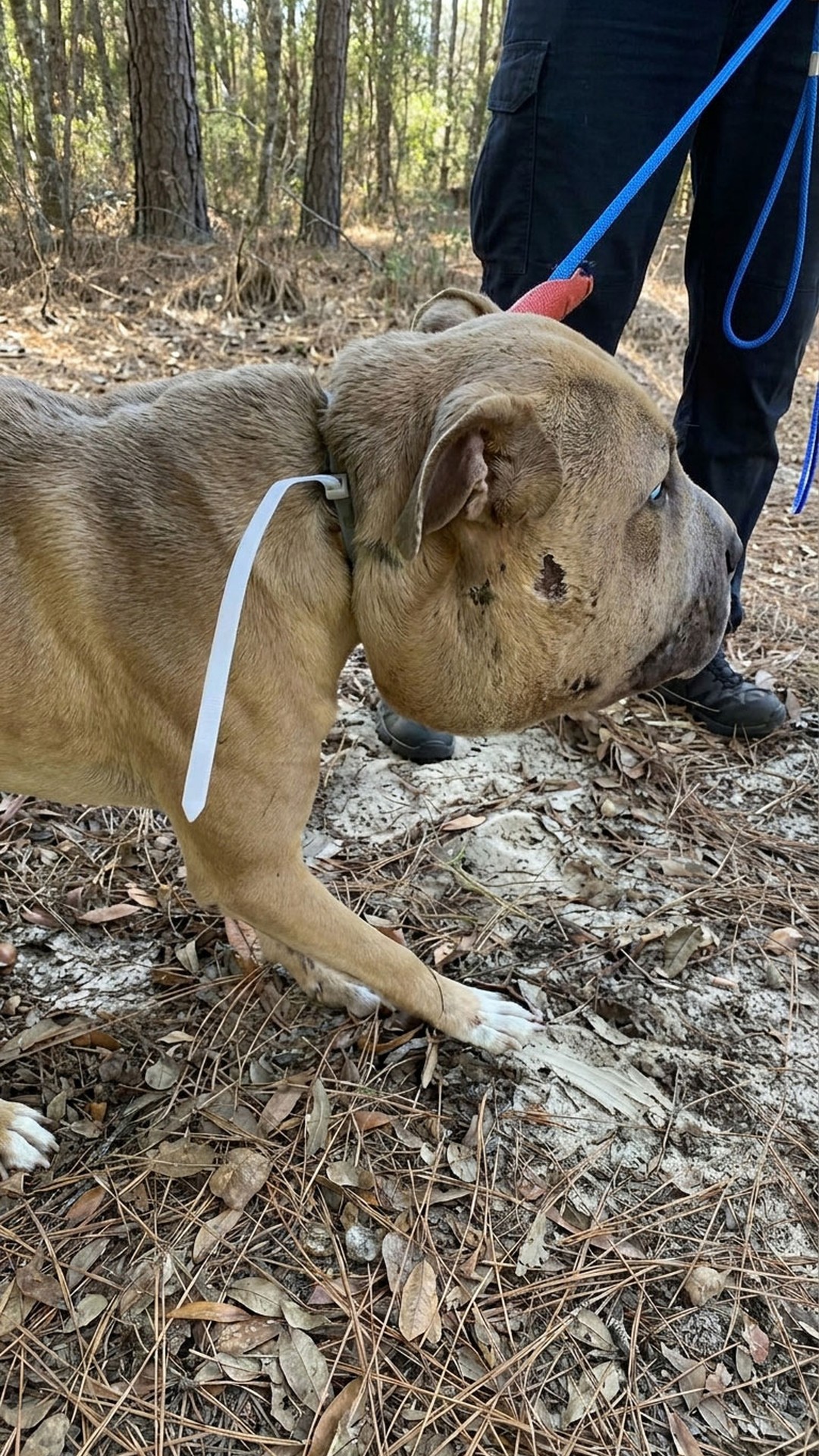 Rescue Team Finds Terrified Dog Trapped Beneath Abandoned Camper
