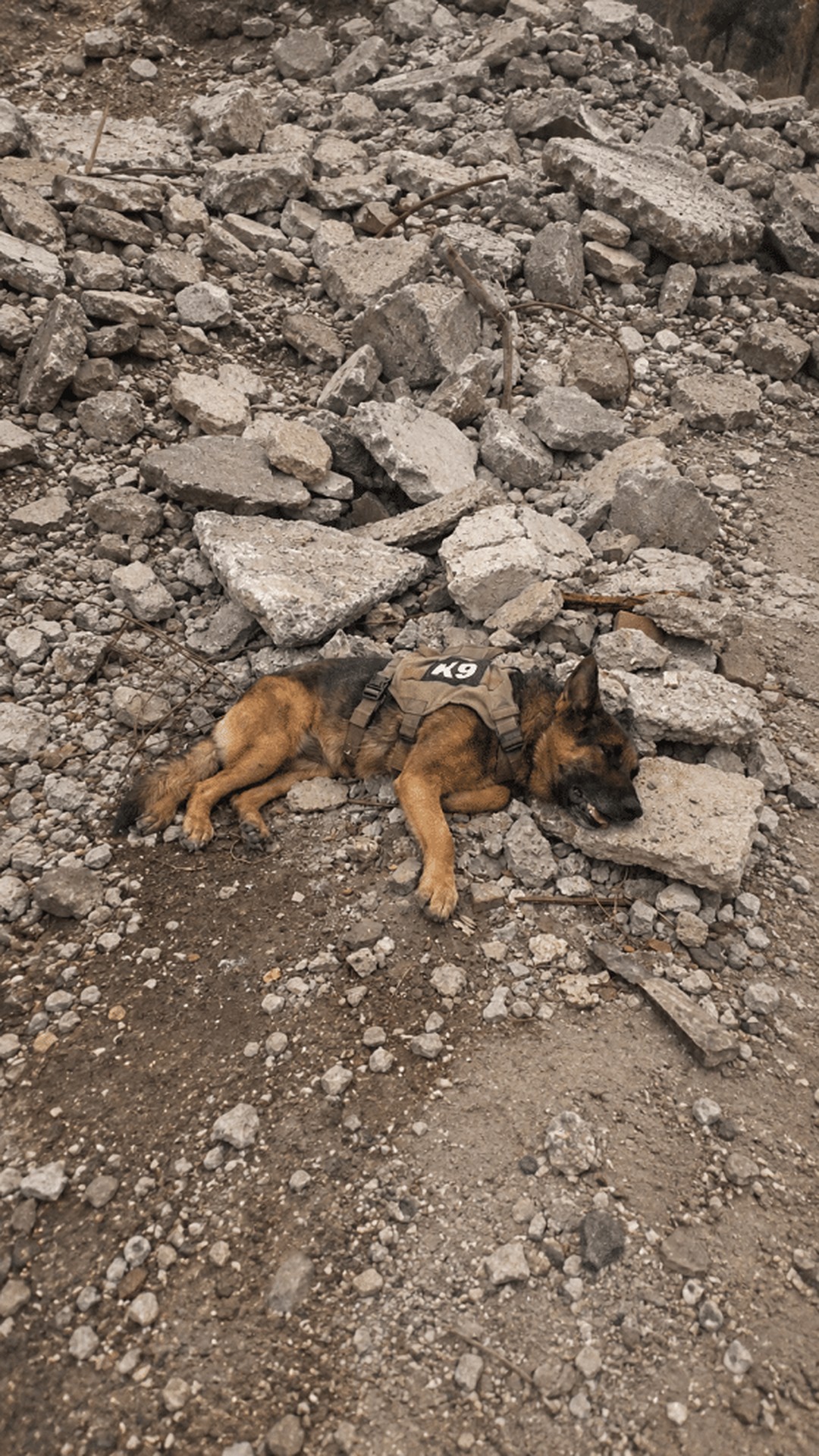 Military Dogs Equipped with Cameras Redefine Their Role in Combat