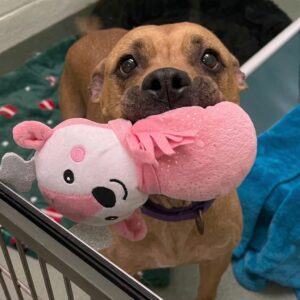 From Lonely Vigil to Loving Home: Roxy's Two-Month Wait for a Family