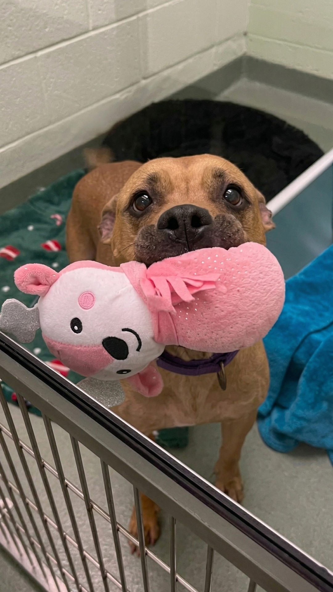 From Lonely Vigil to Loving Home: Roxy's Two-Month Wait for a Family