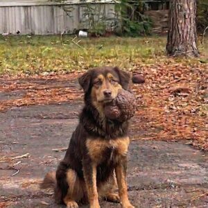 Bear's Journey from Gunshot Survivor to Cancer-Free Companion