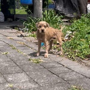 Rescue Team Finds Abandoned Breeding Dog Trapped in Thorns