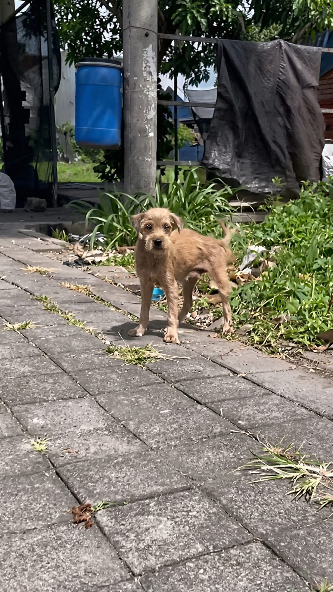 Rescue Team Finds Abandoned Breeding Dog Trapped in Thorns