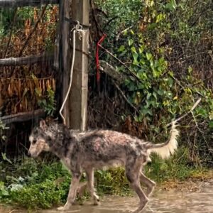 Esther the Husky Wags His Way to Recovery After Starvation Rescue
