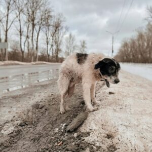 From Abandonment to Adoption: A Dog's Recovery Over Three Days