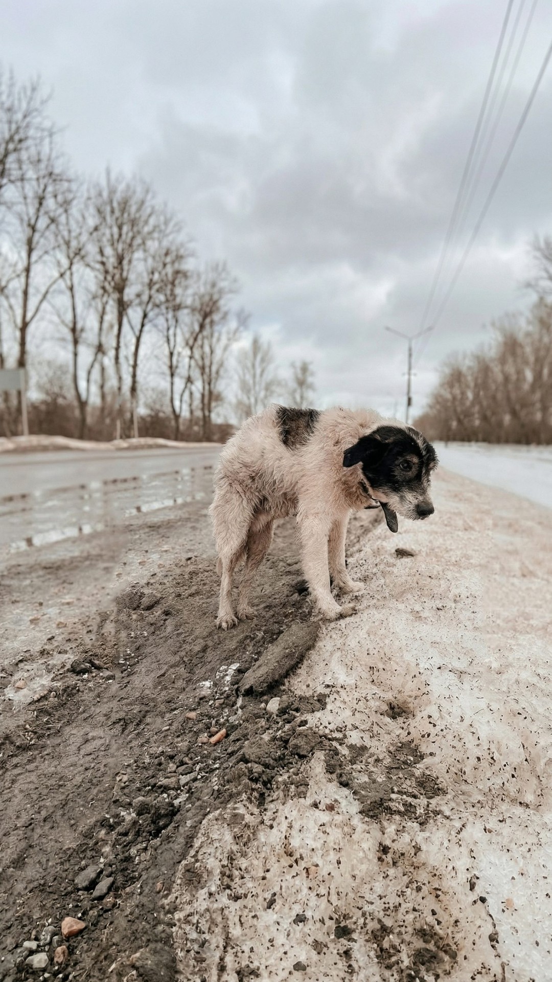From Abandonment to Adoption: A Dog's Recovery Over Three Days