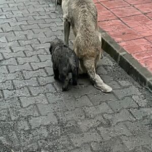 From Trauma to Triumph: Tanee's Brave Battle and Vita's Second Rescue