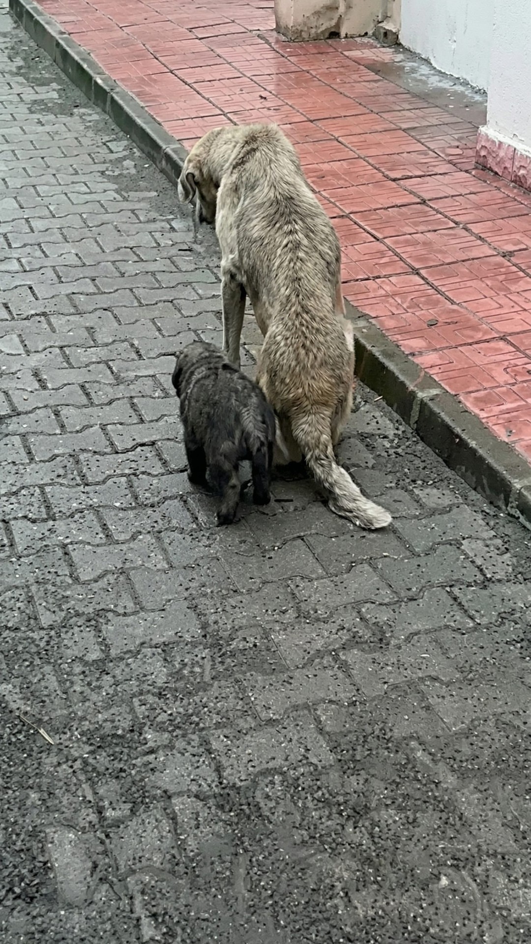 From Trauma to Triumph: Tanee's Brave Battle and Vita's Second Rescue