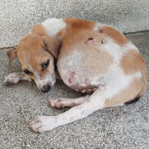 Puppy Rescued from Cardboard Box Transforms After Life-Saving Surgery