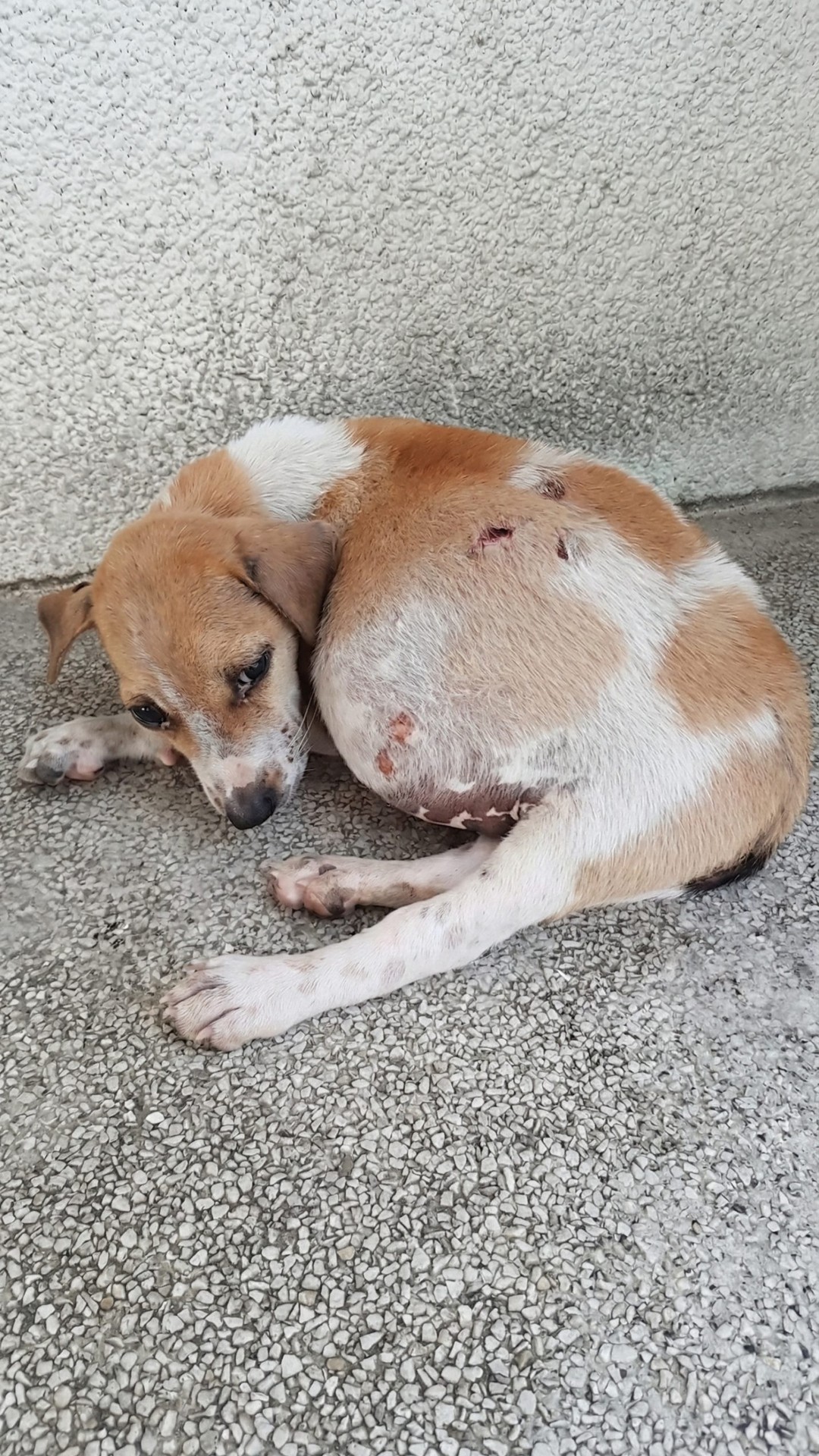 Puppy Rescued from Cardboard Box Transforms After Life-Saving Surgery