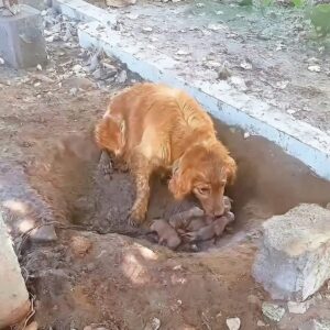 Rescuer Buys Breeding Dog and Her Puppies from Abusive Conditions