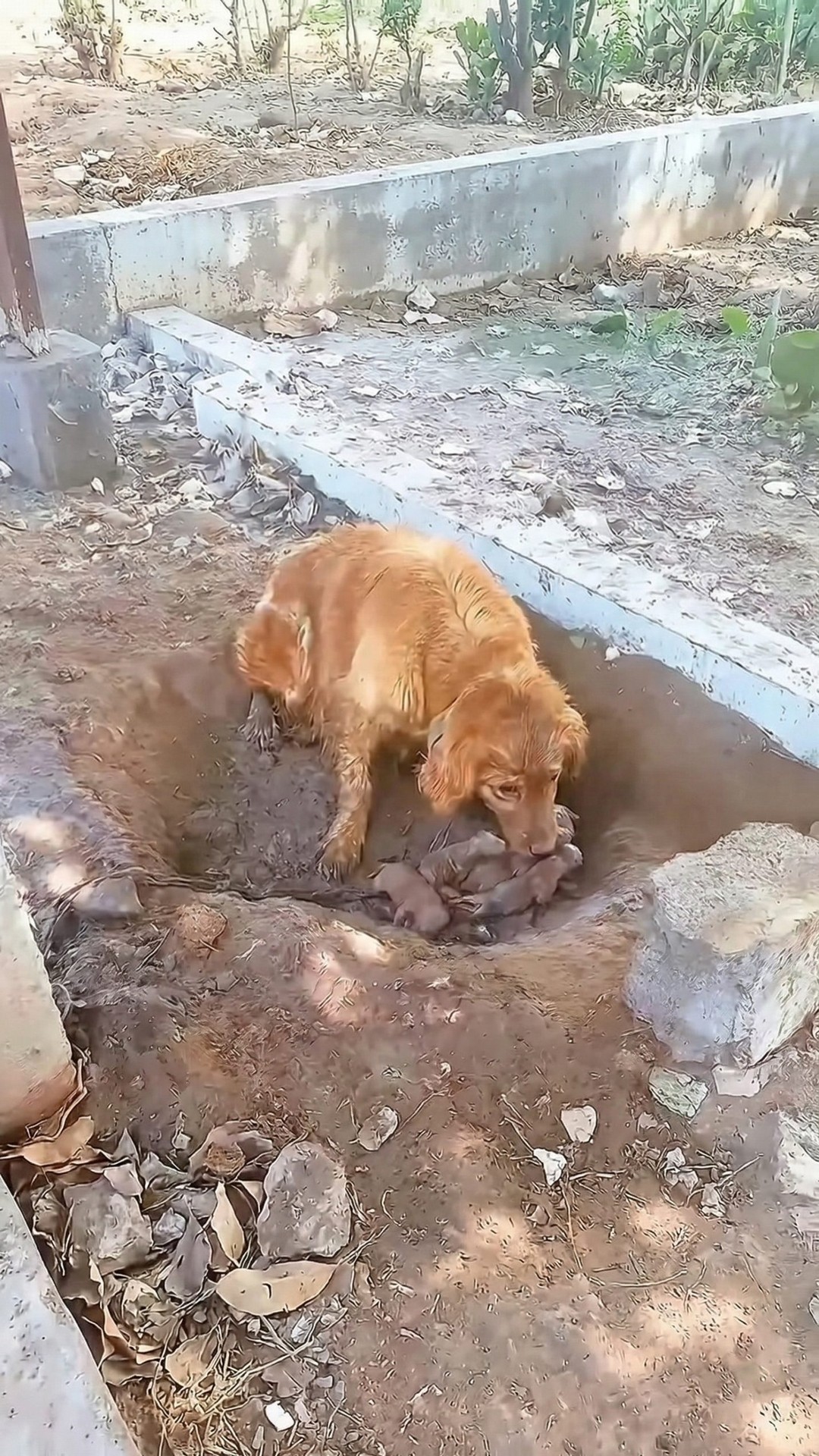 Rescuer Buys Breeding Dog and Her Puppies from Abusive Conditions