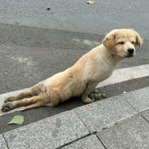 Stray Golden Retriever Puppy Drags Himself to Safety with Front Paws