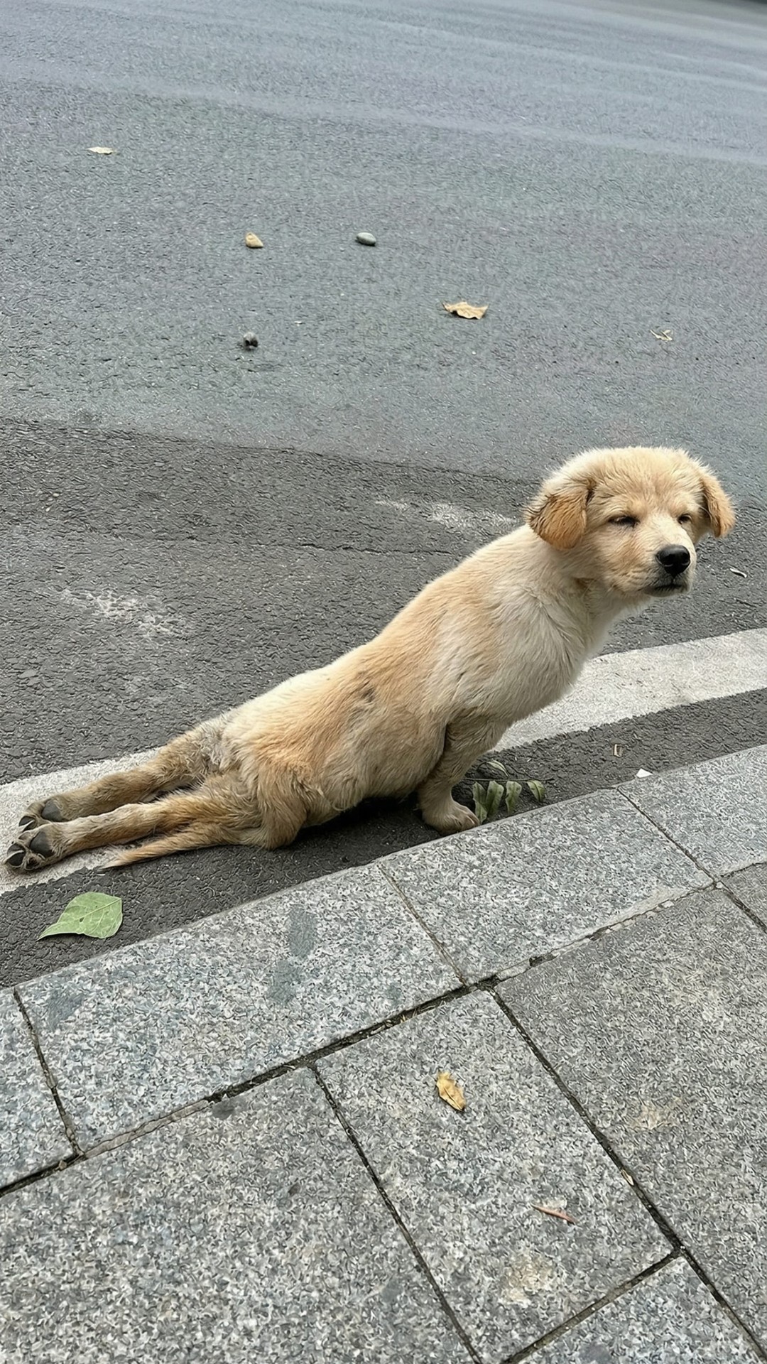 Stray Golden Retriever Puppy Drags Himself to Safety with Front Paws