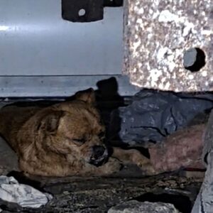 Officer Rescues Trapped Pug Mix from Under Mobile Home After Accident