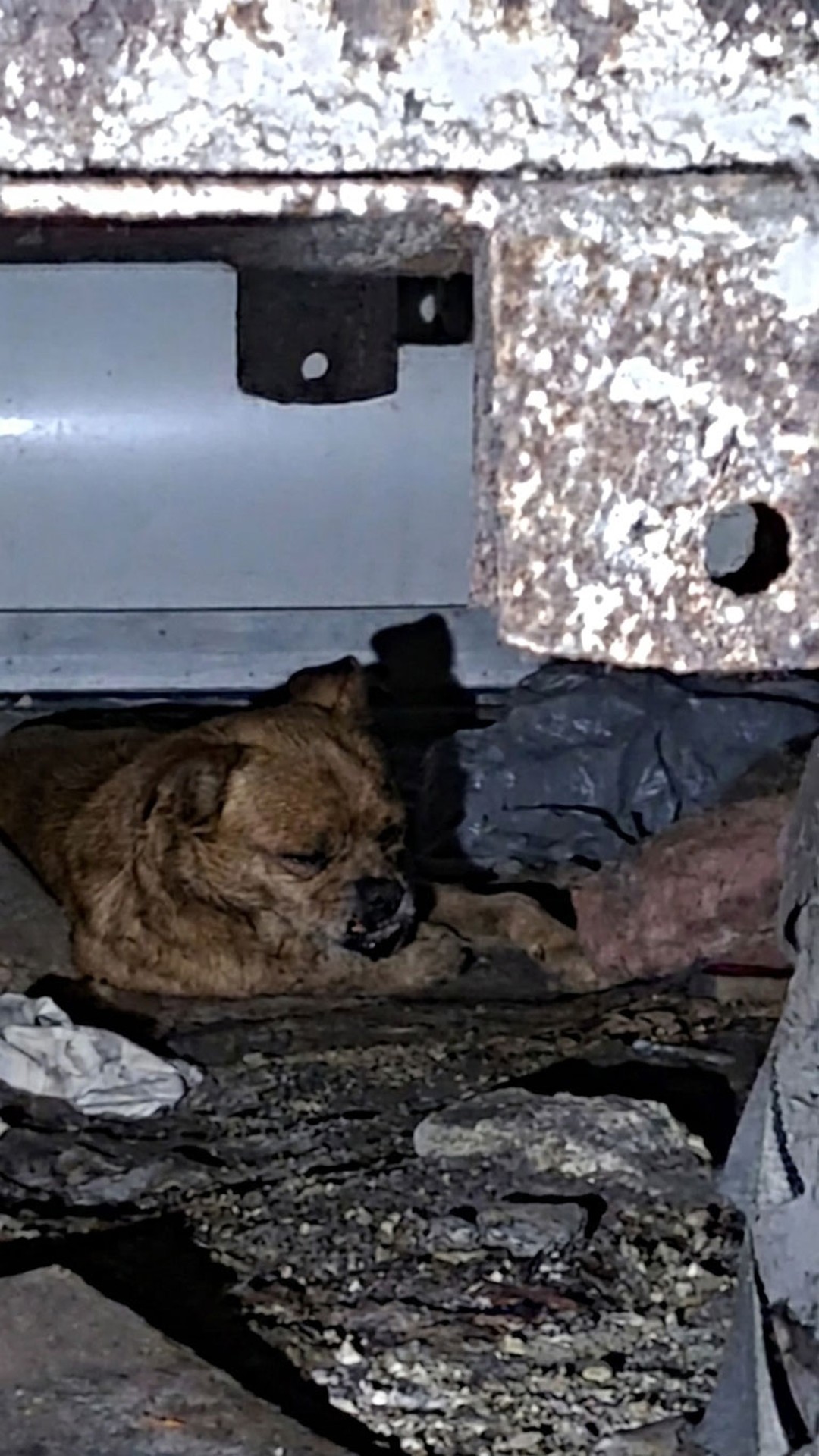 Officer Rescues Trapped Pug Mix from Under Mobile Home After Accident
